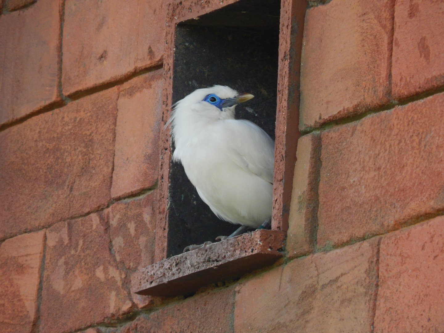 Bali Starling