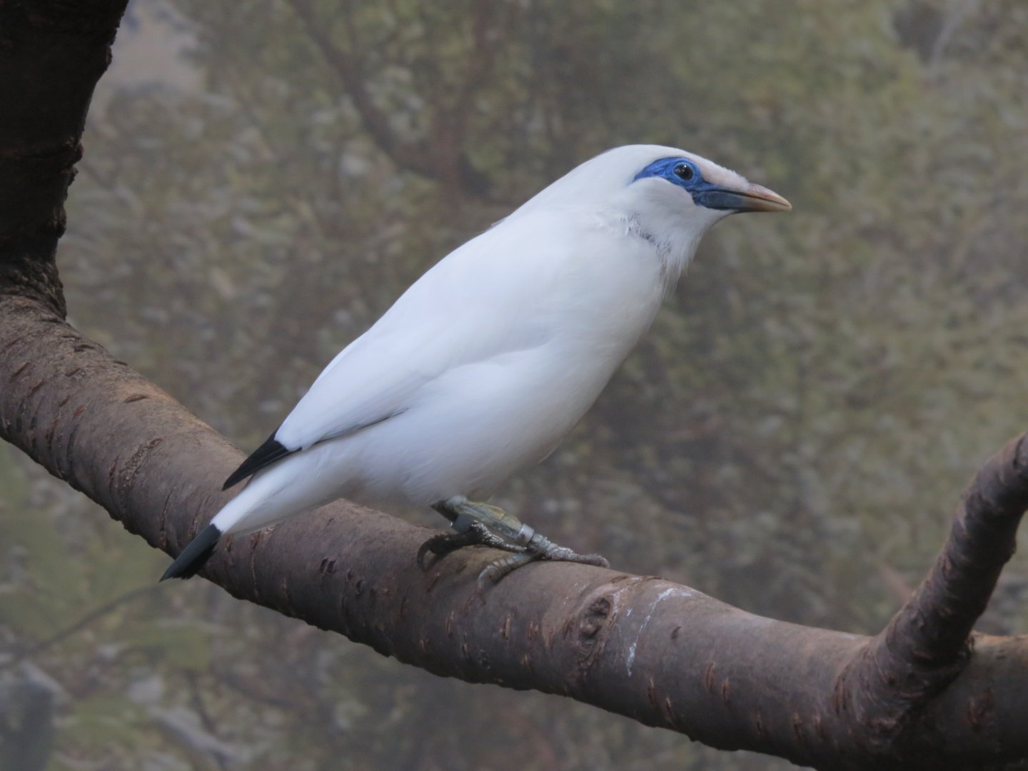 Bali Starling