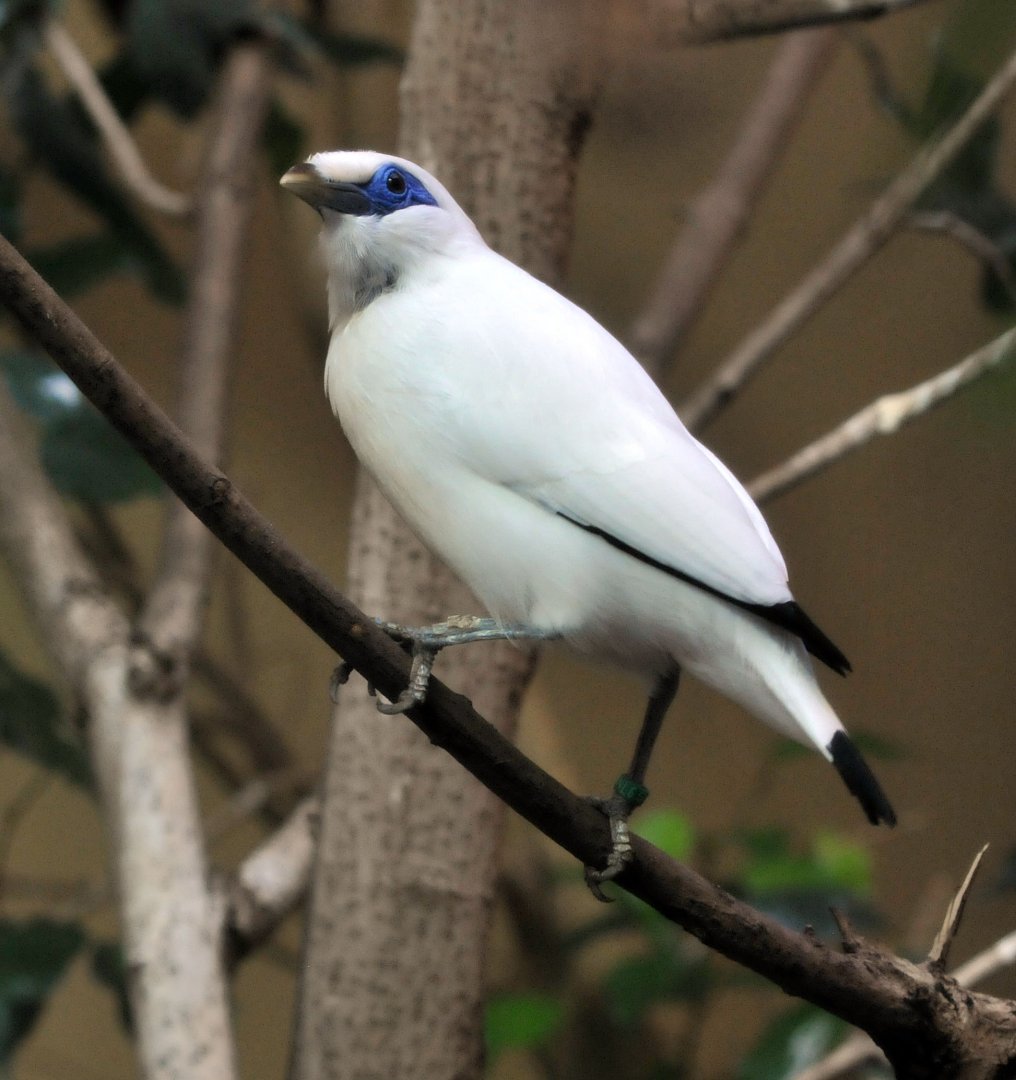 Bali Starling