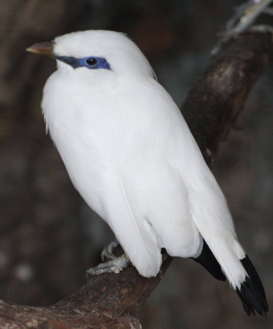 Bali starling