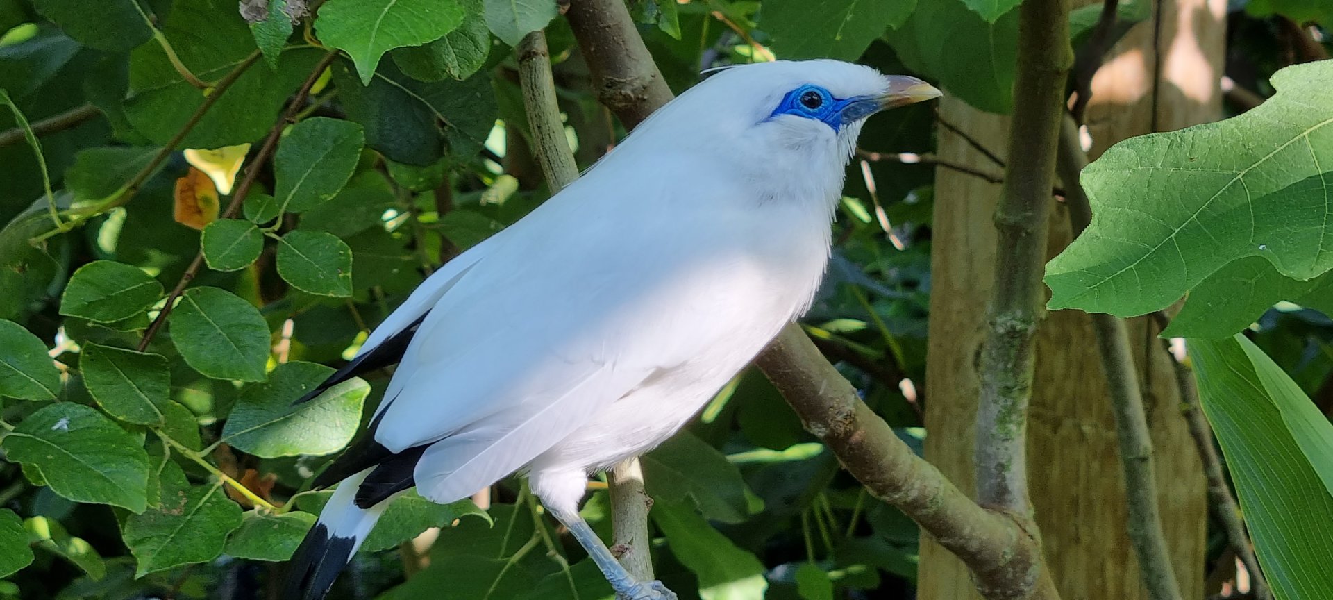 Bali starling