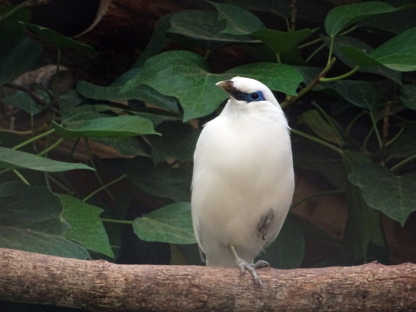 Bali Starling