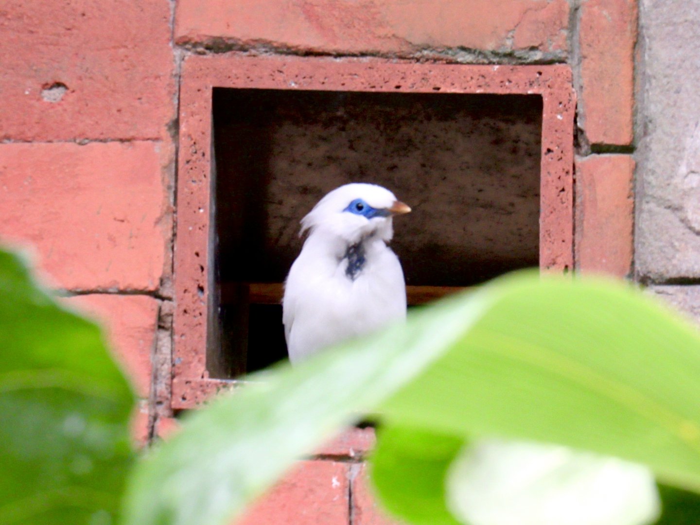 Bali Starling
