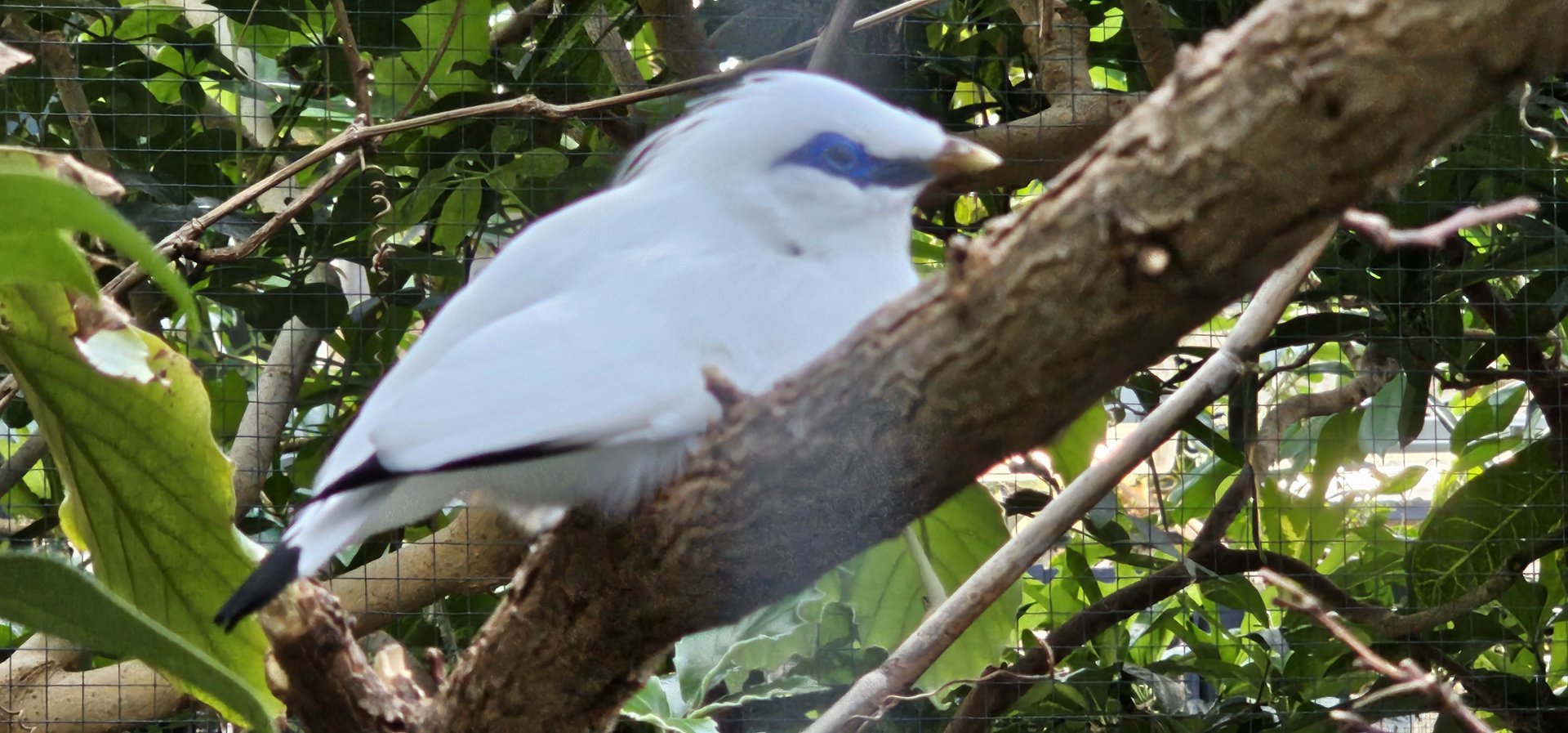 Bali starling