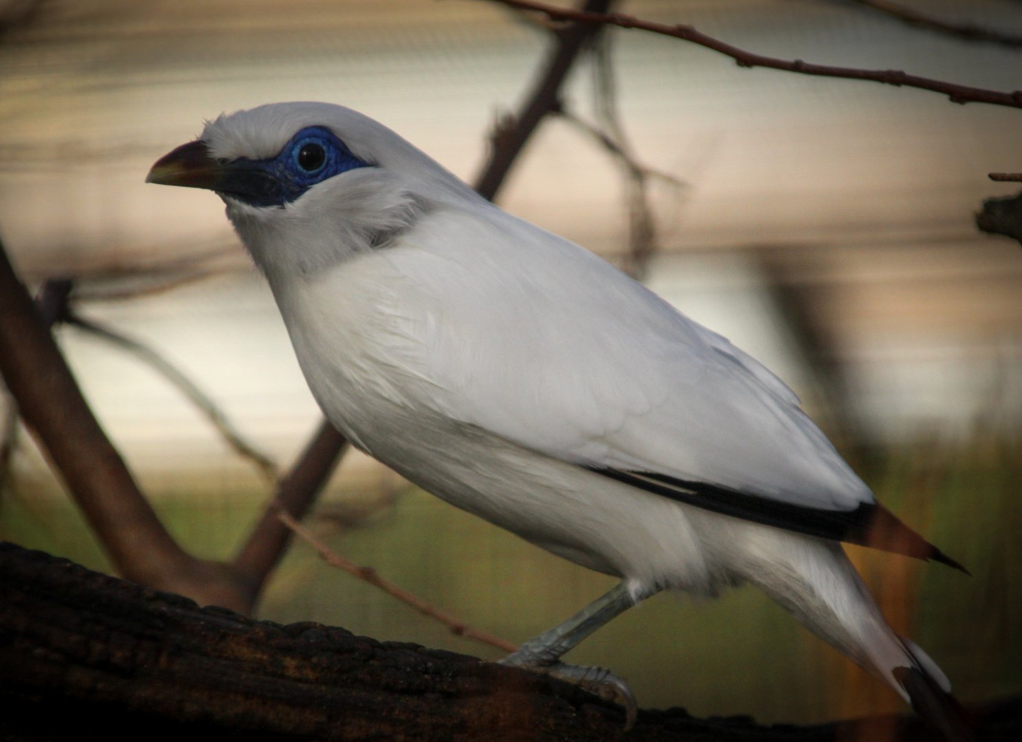 Bali Starling