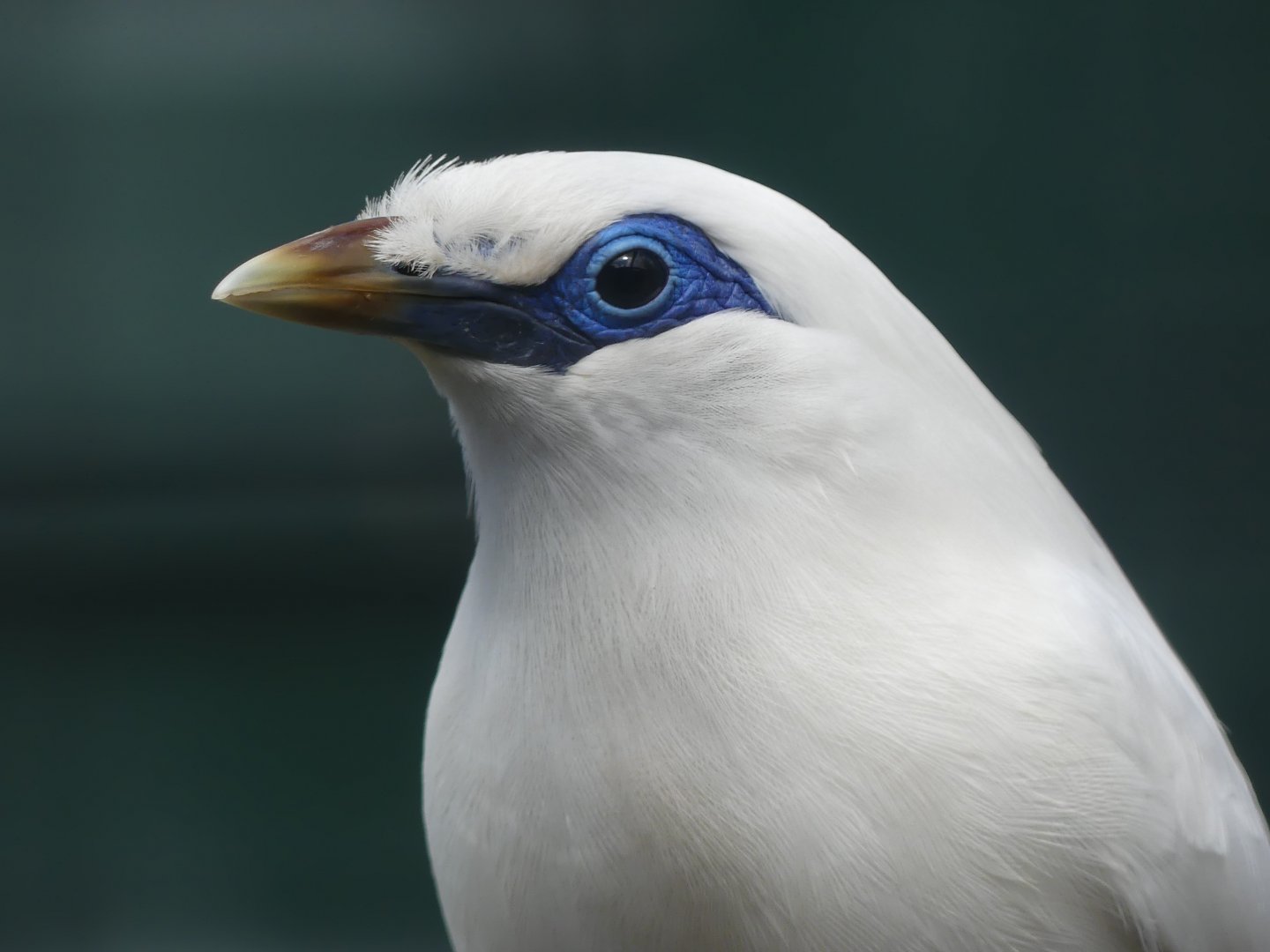 Bali Starling