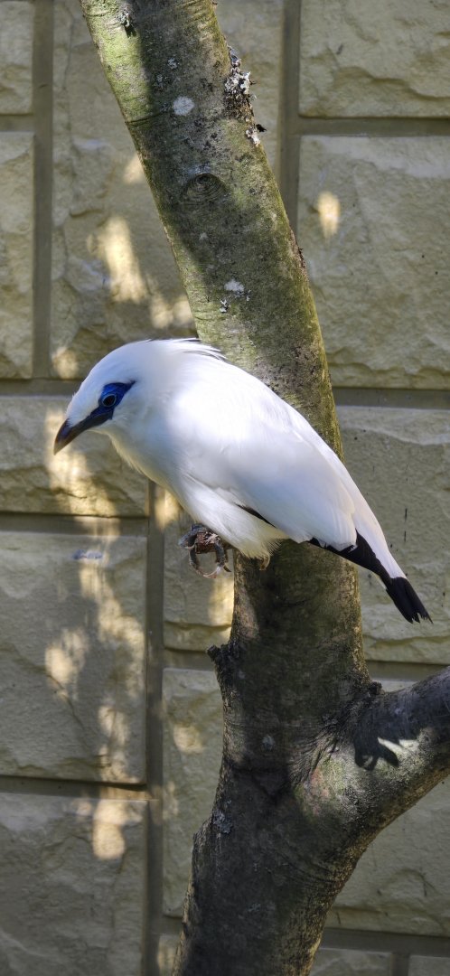 Bali starling