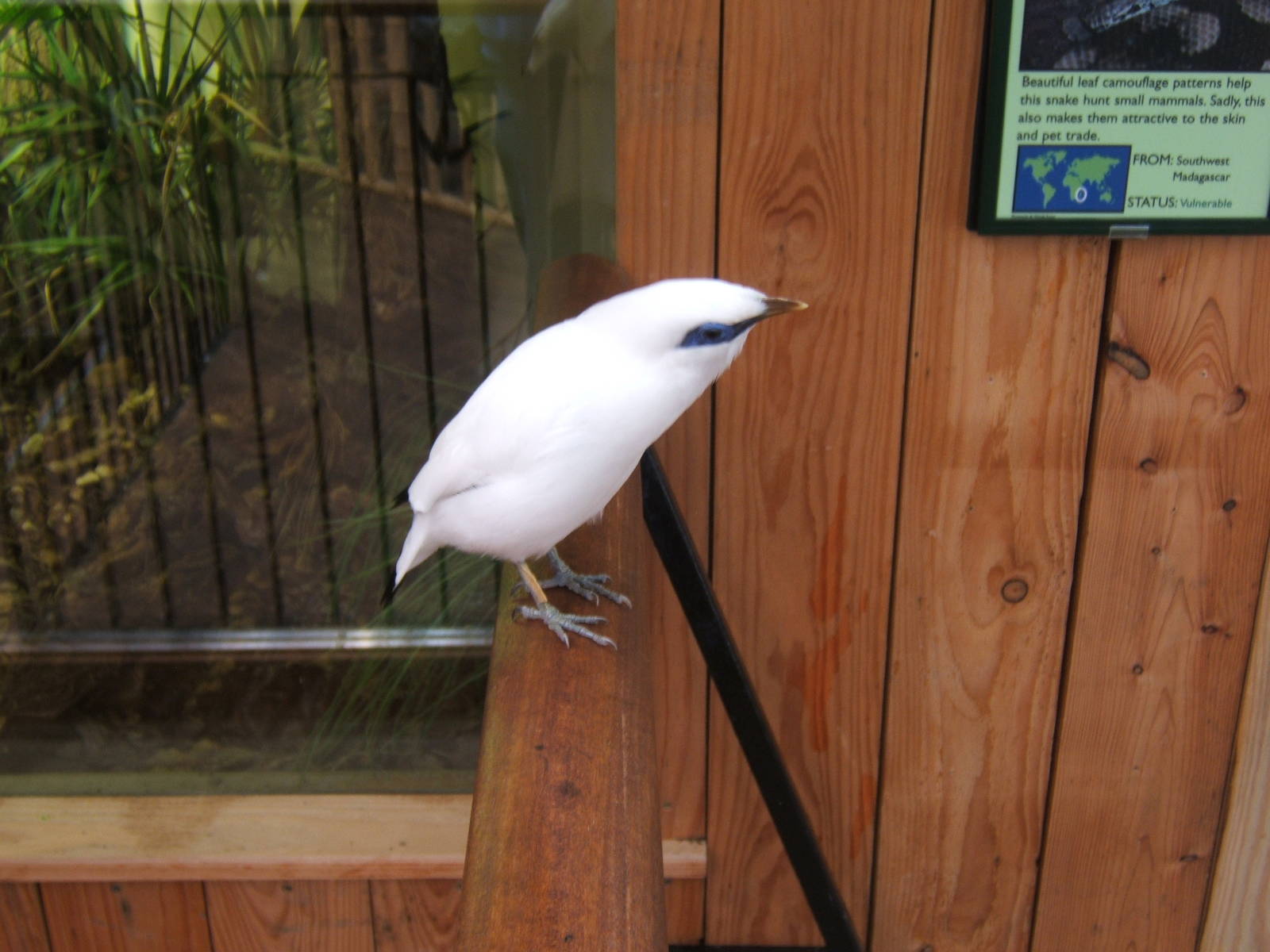 Bali Starling