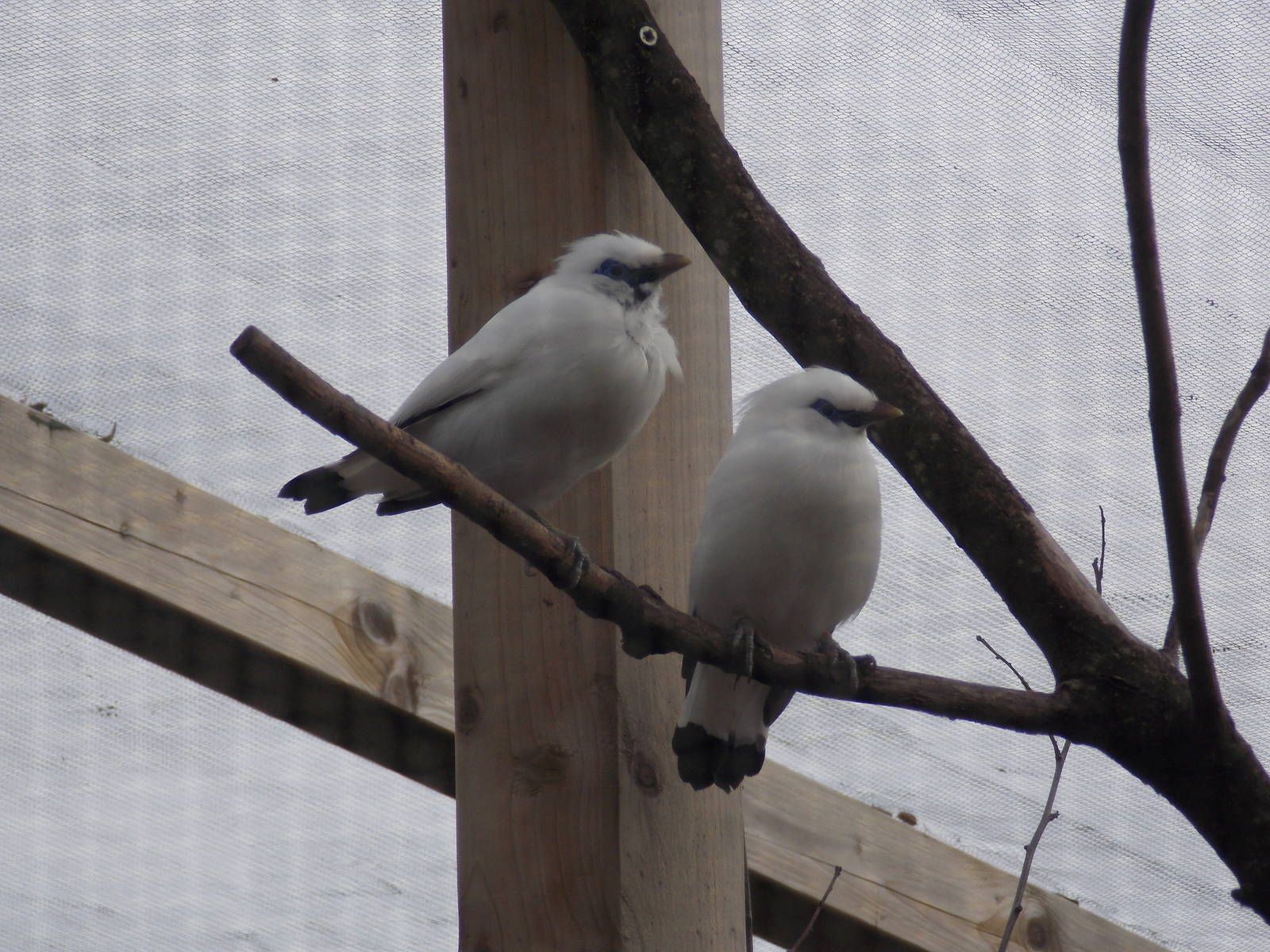 Bali Starlings 18/5/13