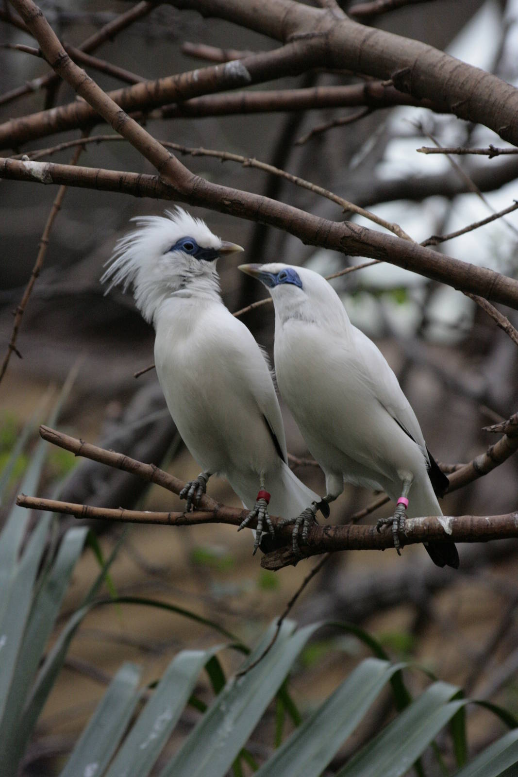 Bali Starlings