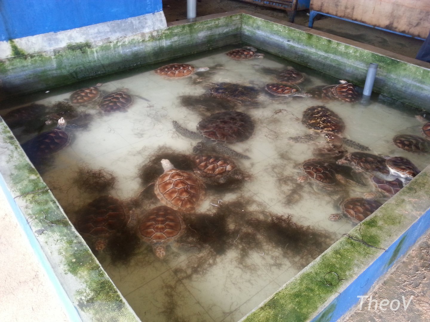 Bali Turtle Conservation Farm [2014]