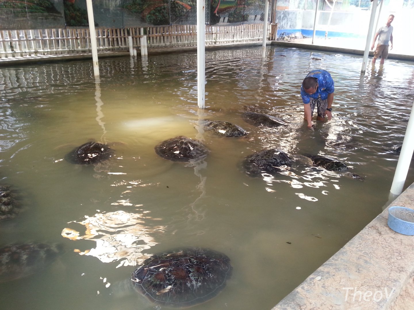 Bali Turtle Conservation Farm [2014]