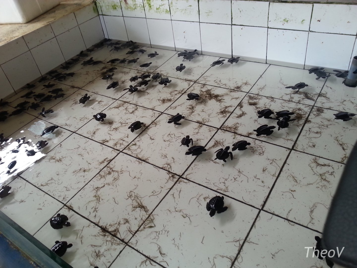 Bali Turtle Conservation Farm [2014]