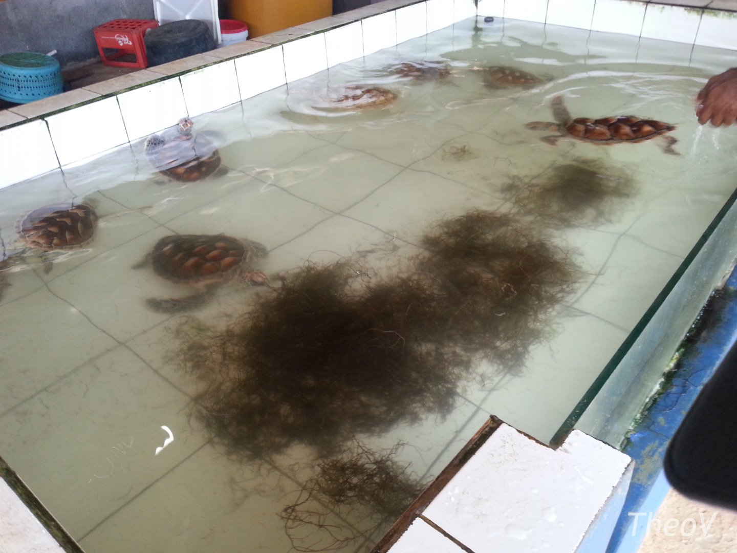 Bali Turtle Conservation Farm [2014]