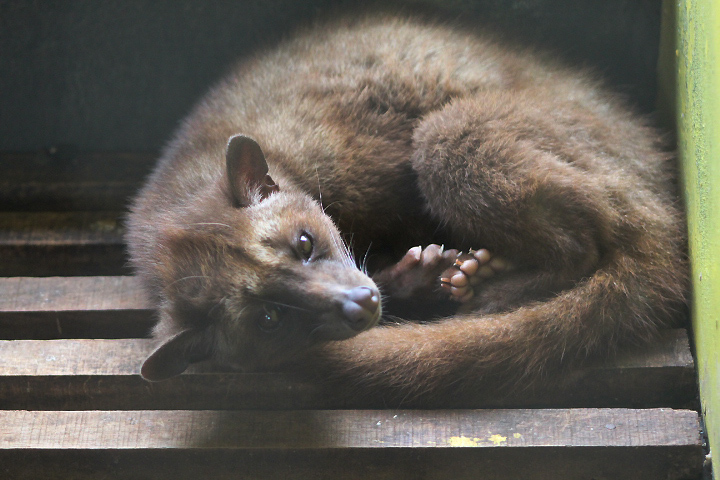 Balinese palm civet (Paradoxurus hermaphroditus balicus) looking at the camera