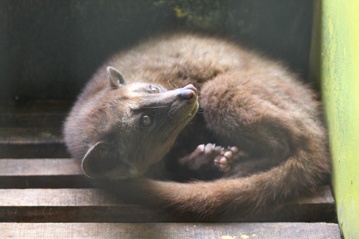 Balinese palm civet (Paradoxurus hermaphroditus balicus) under the light