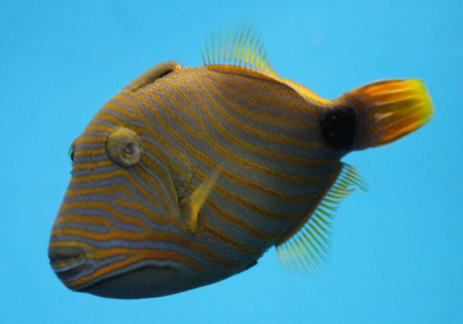 Balistapus undulatus