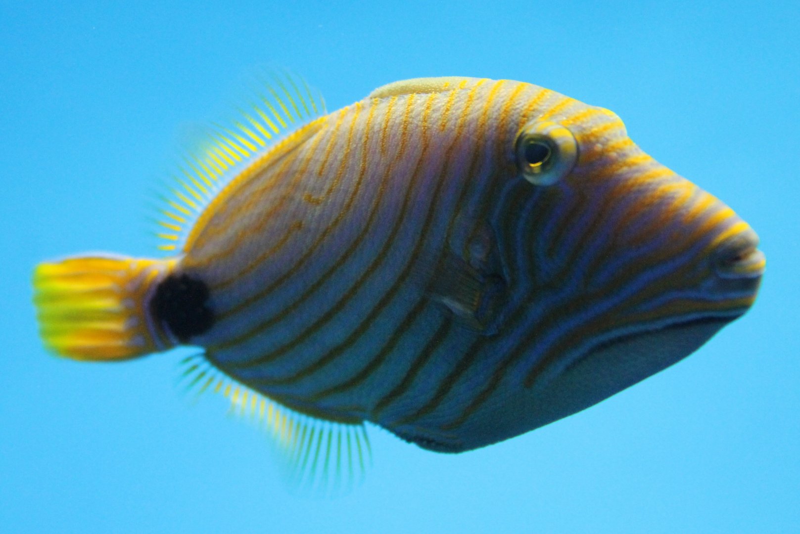 Balistapus undulatus