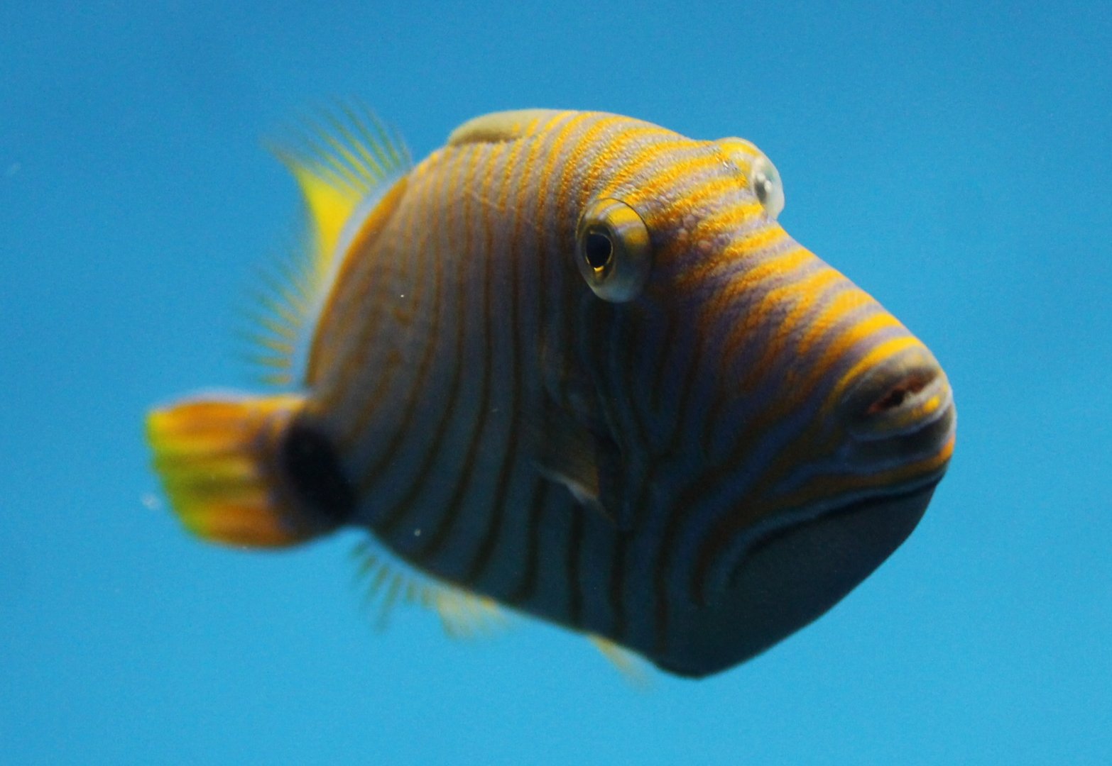 Balistapus undulatus