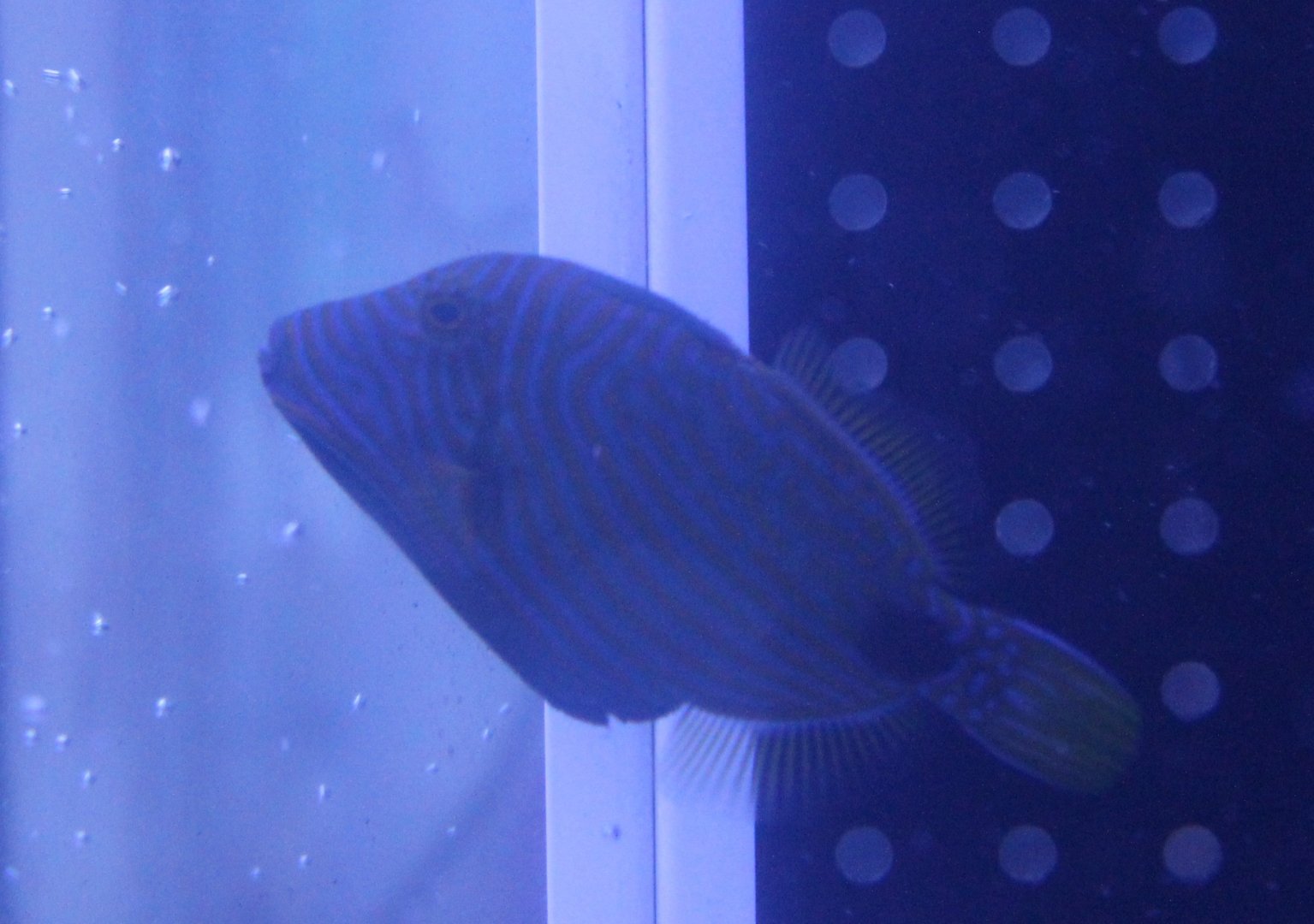 Balistapus undulatus