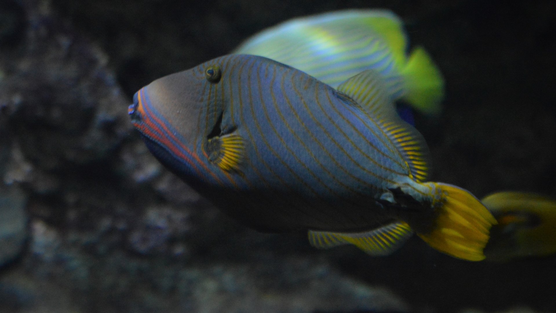 Balistapus undulatus