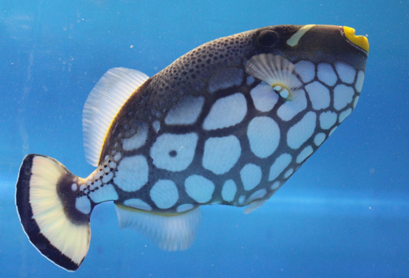 Balistoides conspicillum