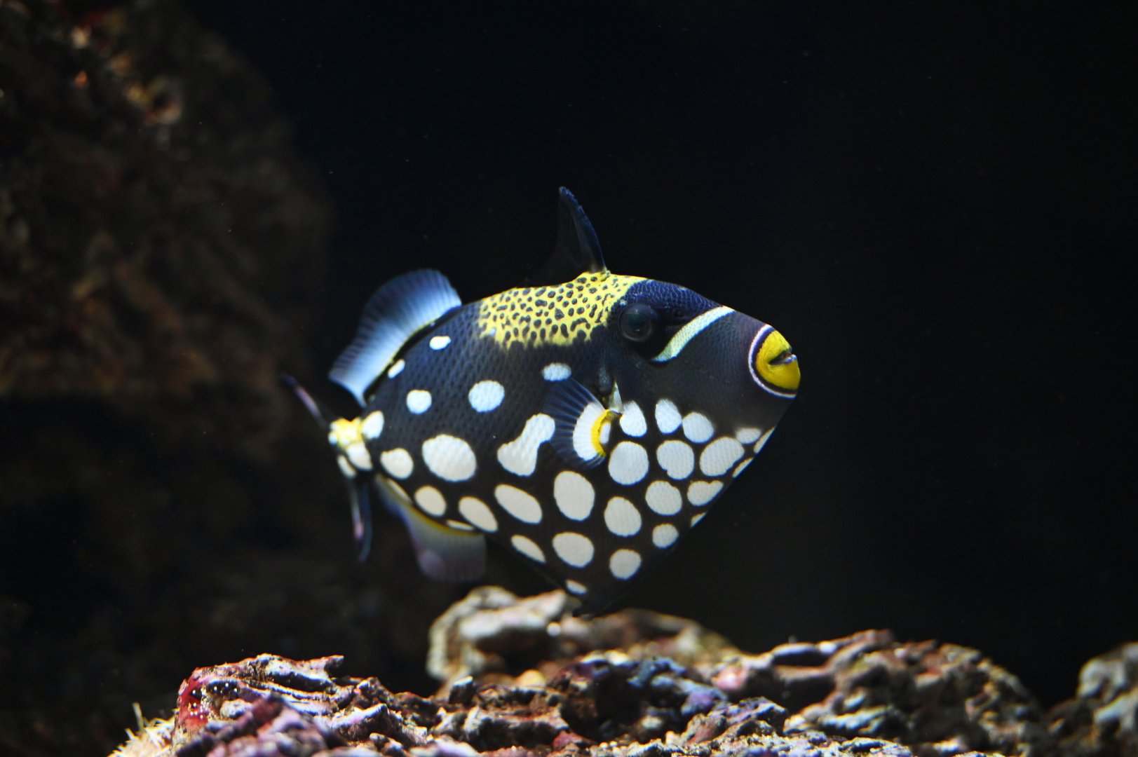 Balistoides conspicillum