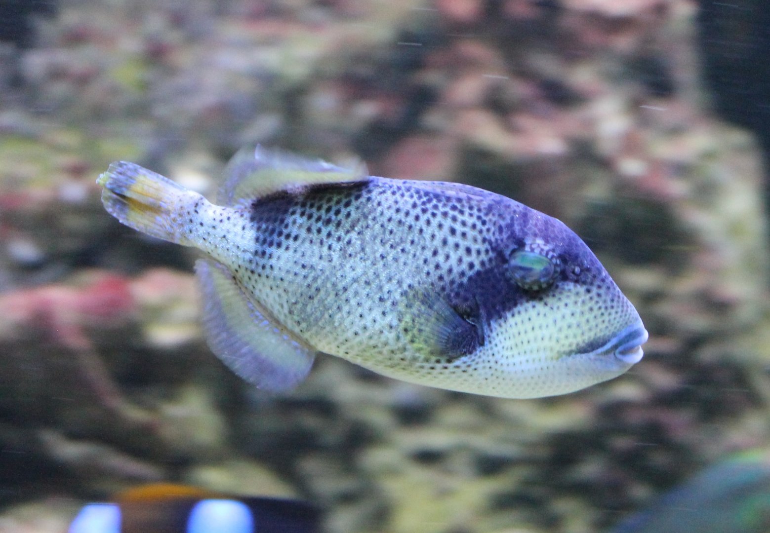 Balistoides viridescens