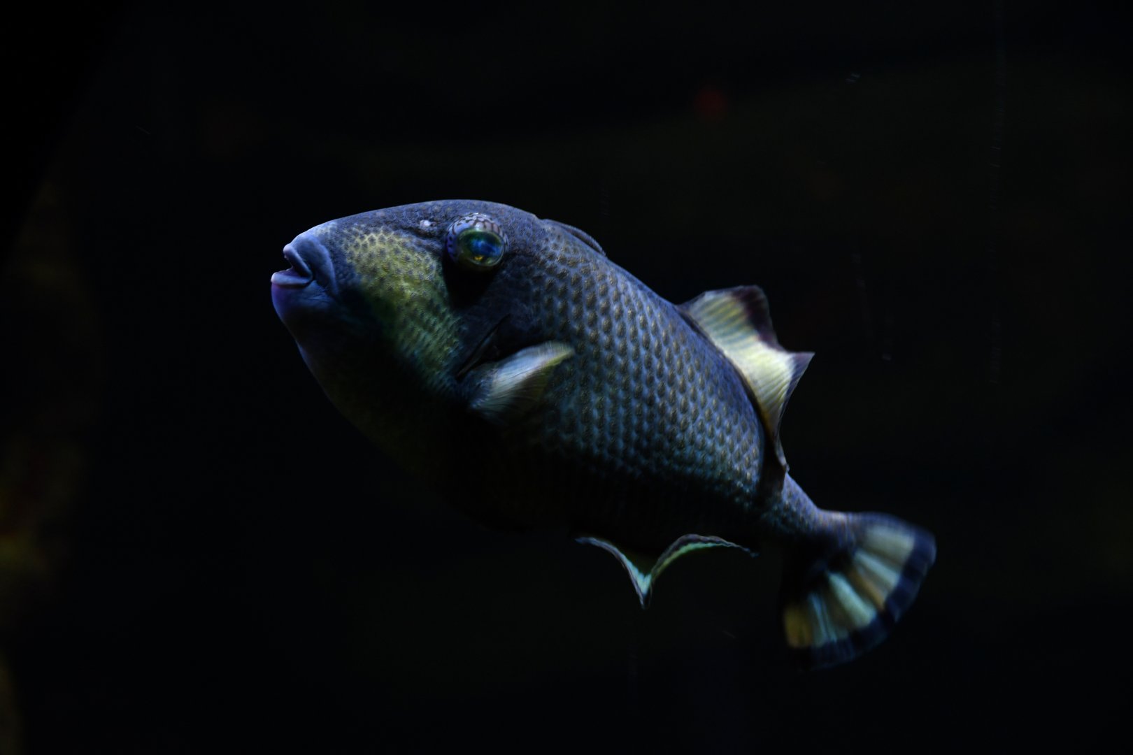 Balistoides viridiscens