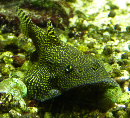 Balitoridae for ID (II)