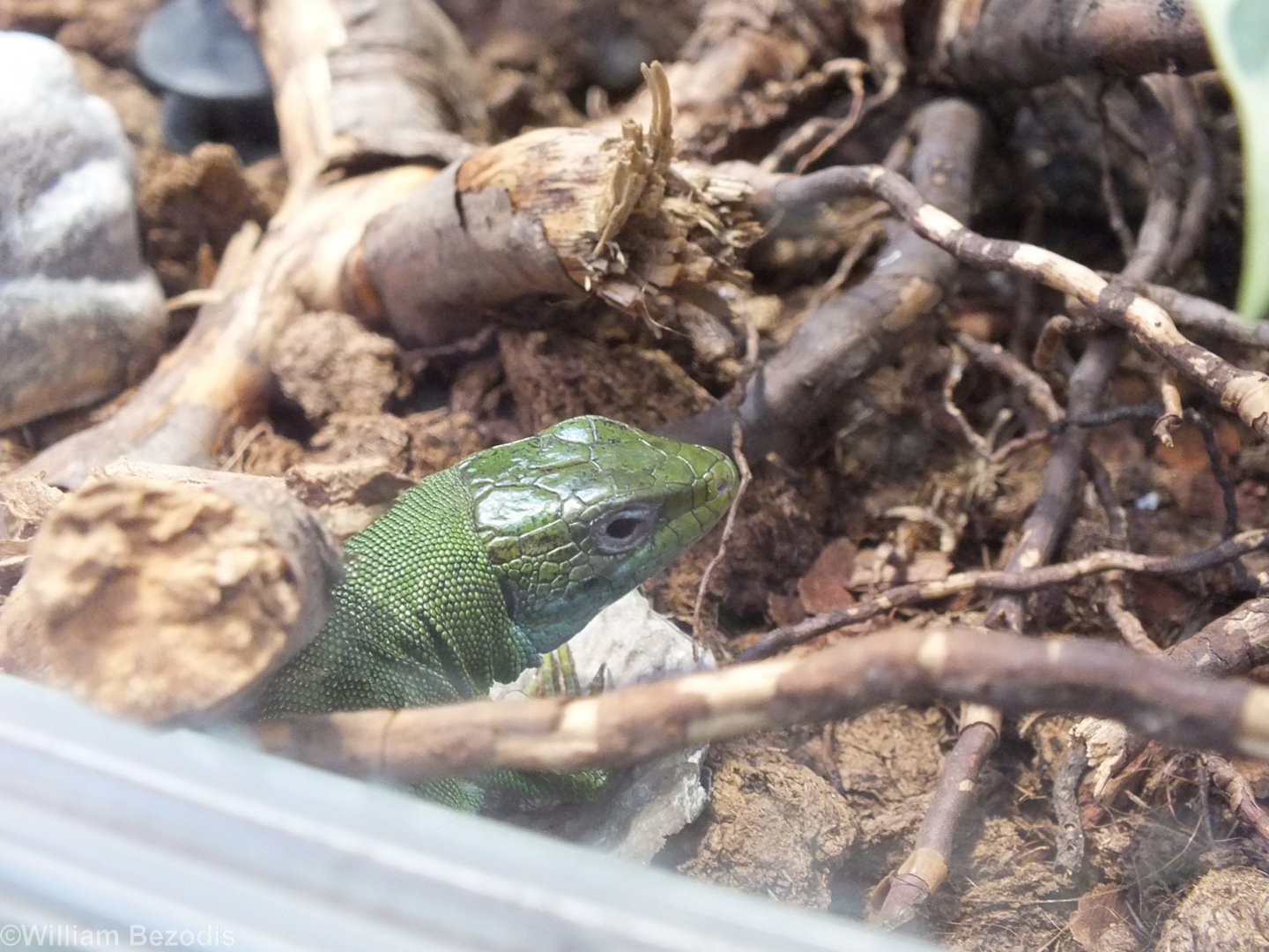 Balkan Green-lizard - Wroclaw Zoo Terrarium