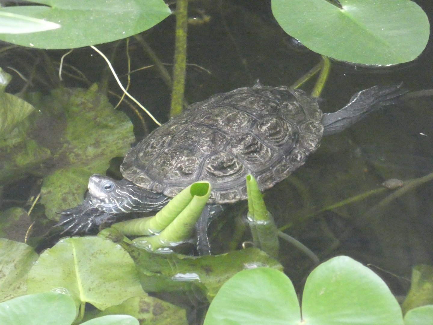 Balkan pond turtle