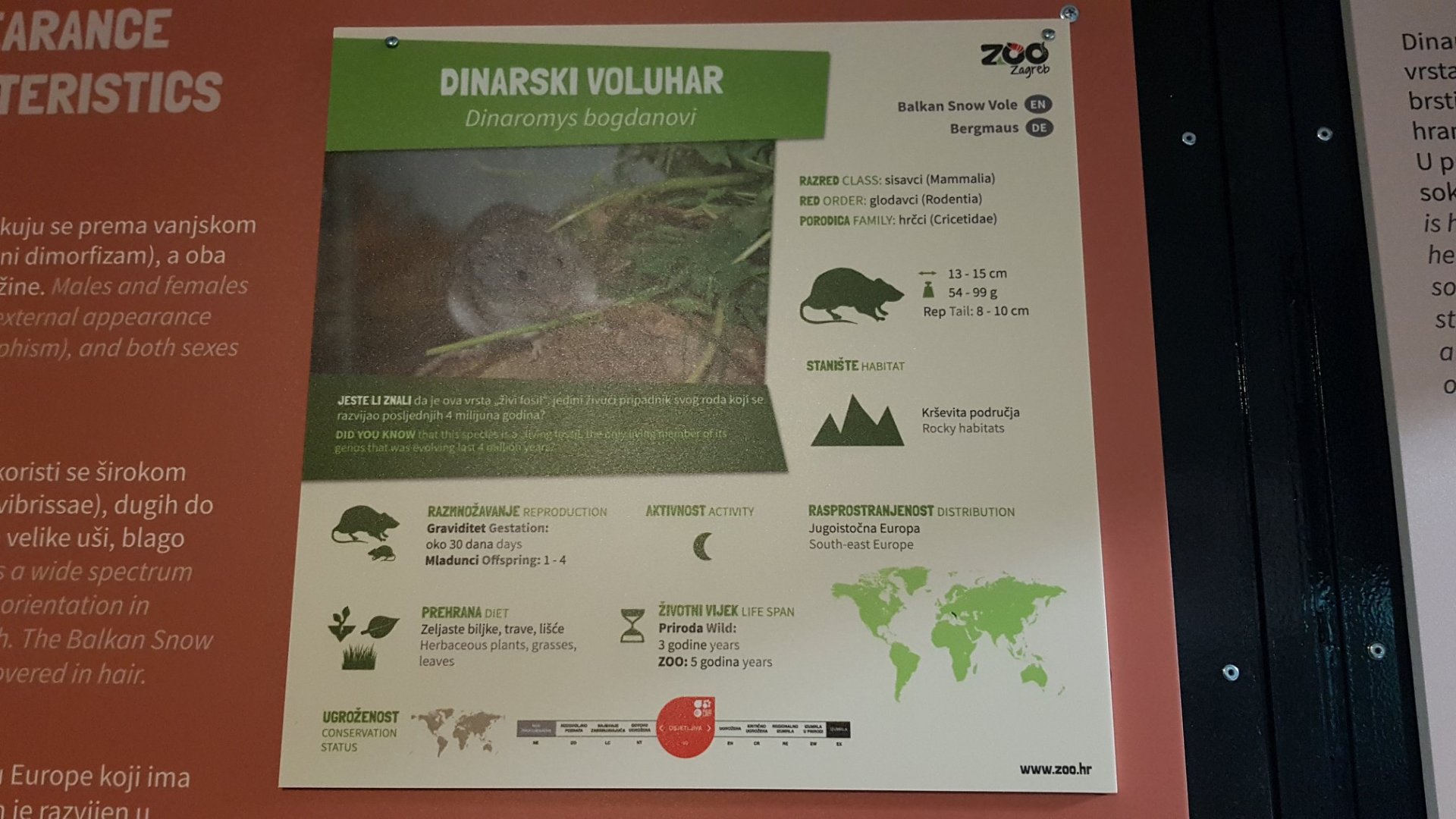 Balkan snow vole (Dinaromys bogdanovi)