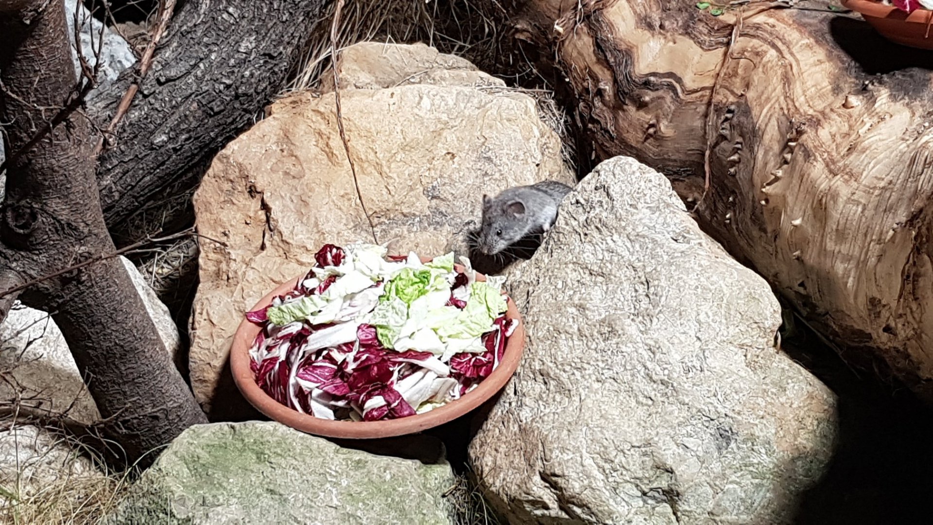 Balkan snow vole (Dinaromys bogdanovi)