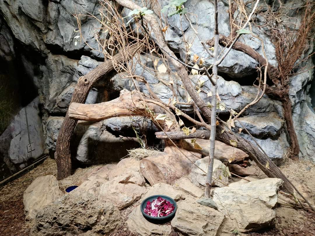 Balkan snow vole exhibit