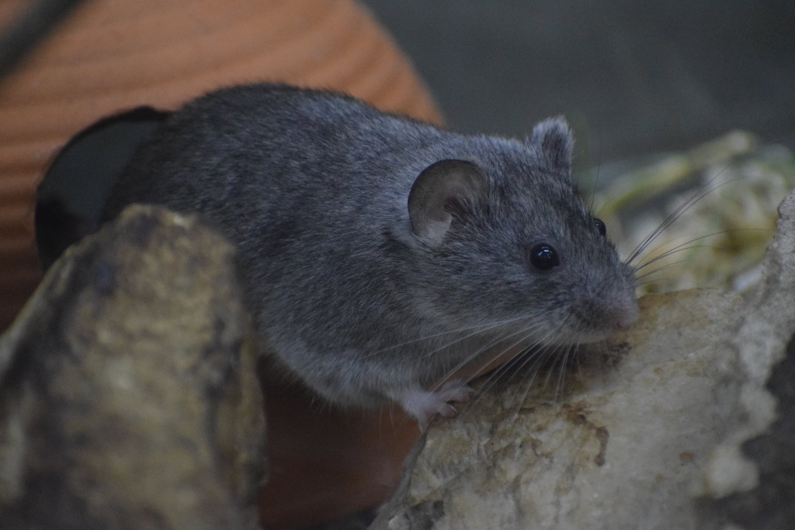 Balkan snow vole