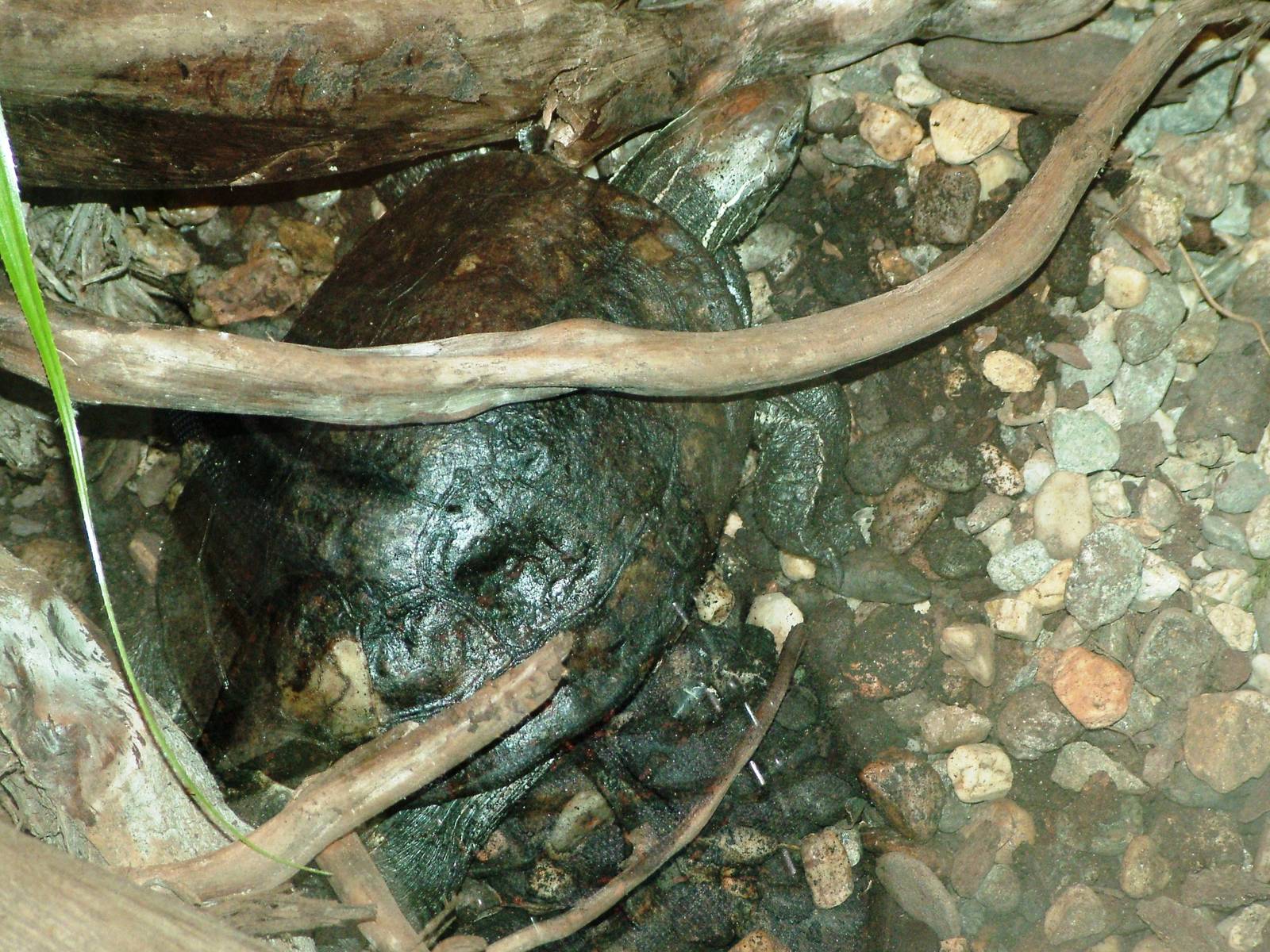 Balkan Terrapin at Usti, 29/08/12