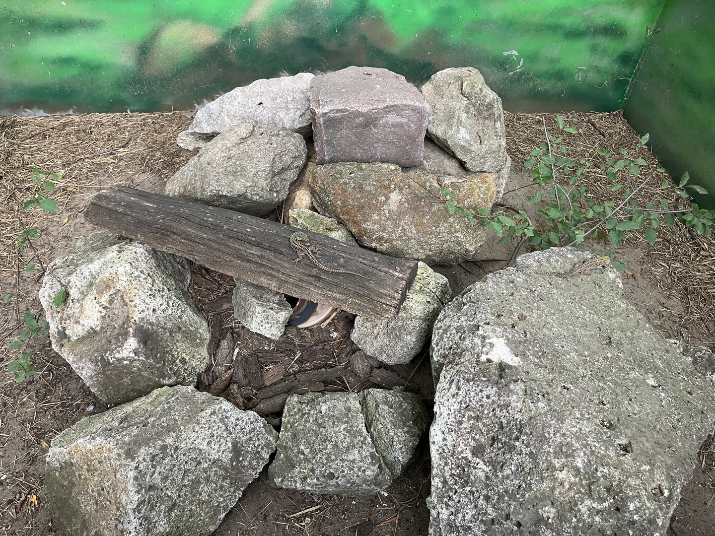 Balkan wall lizard exhibit