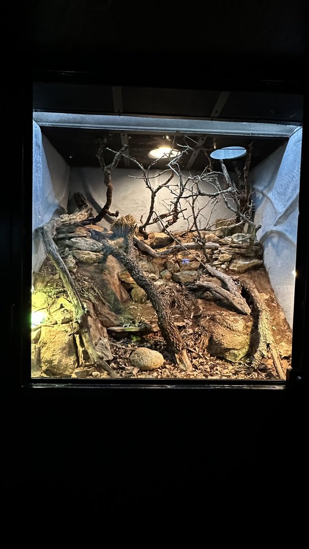 Balkans Mountains Terrarium