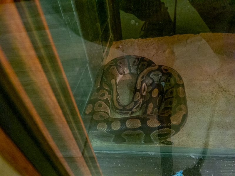 Ball pathon / Python regius