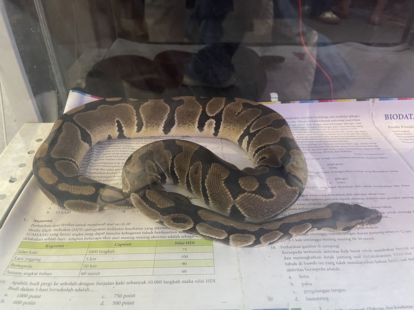 ball phyton (python regius)