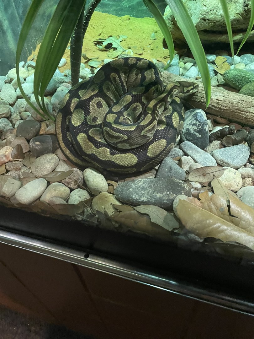 Ball Python (3/17/22)