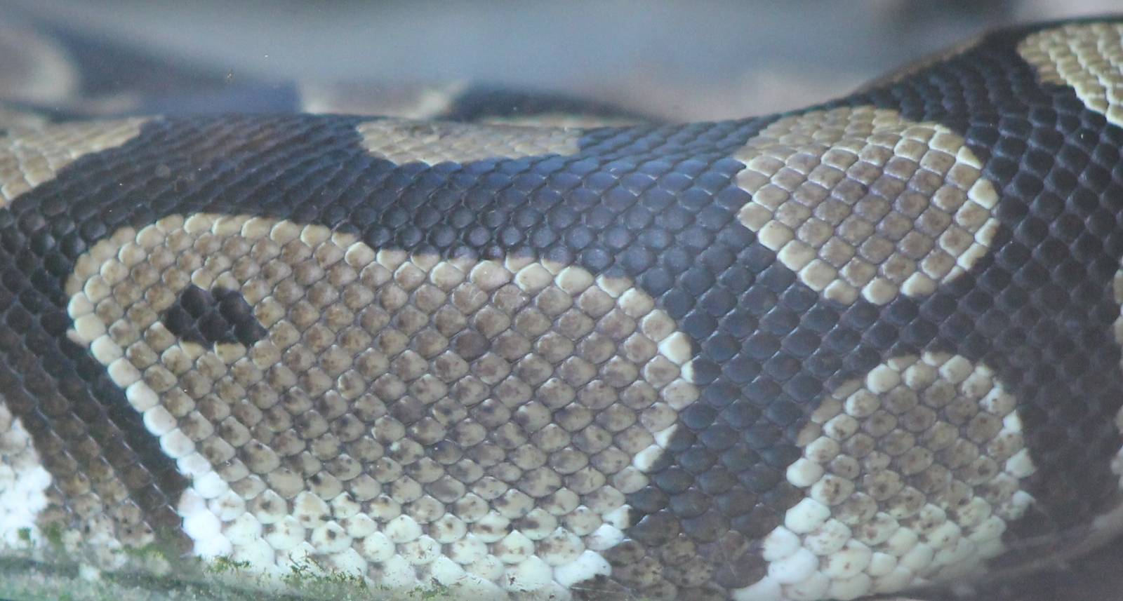 Ball python ( at least part of it )