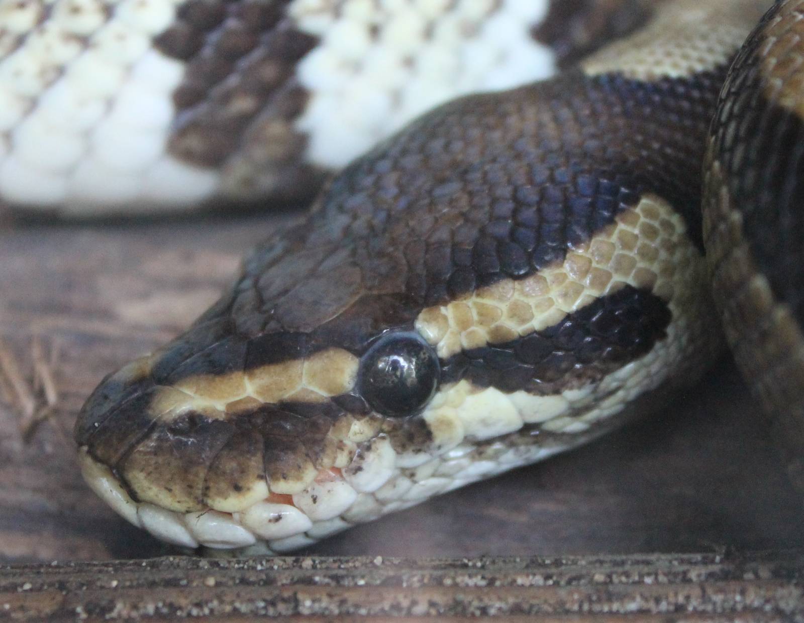 Ball python ( at least part of it )