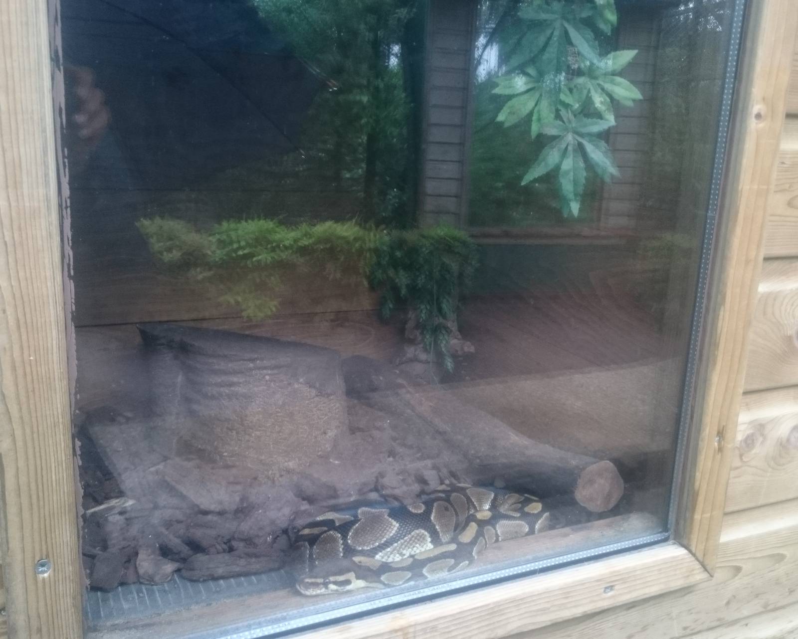 Ball python enclosure