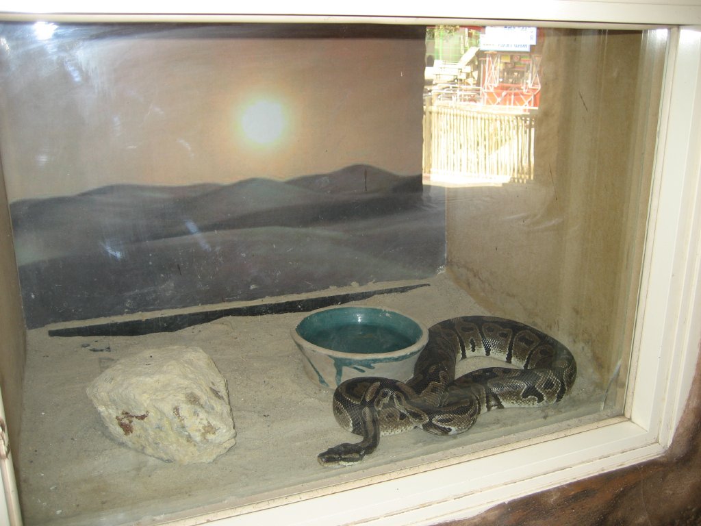 Ball Python enclosure
