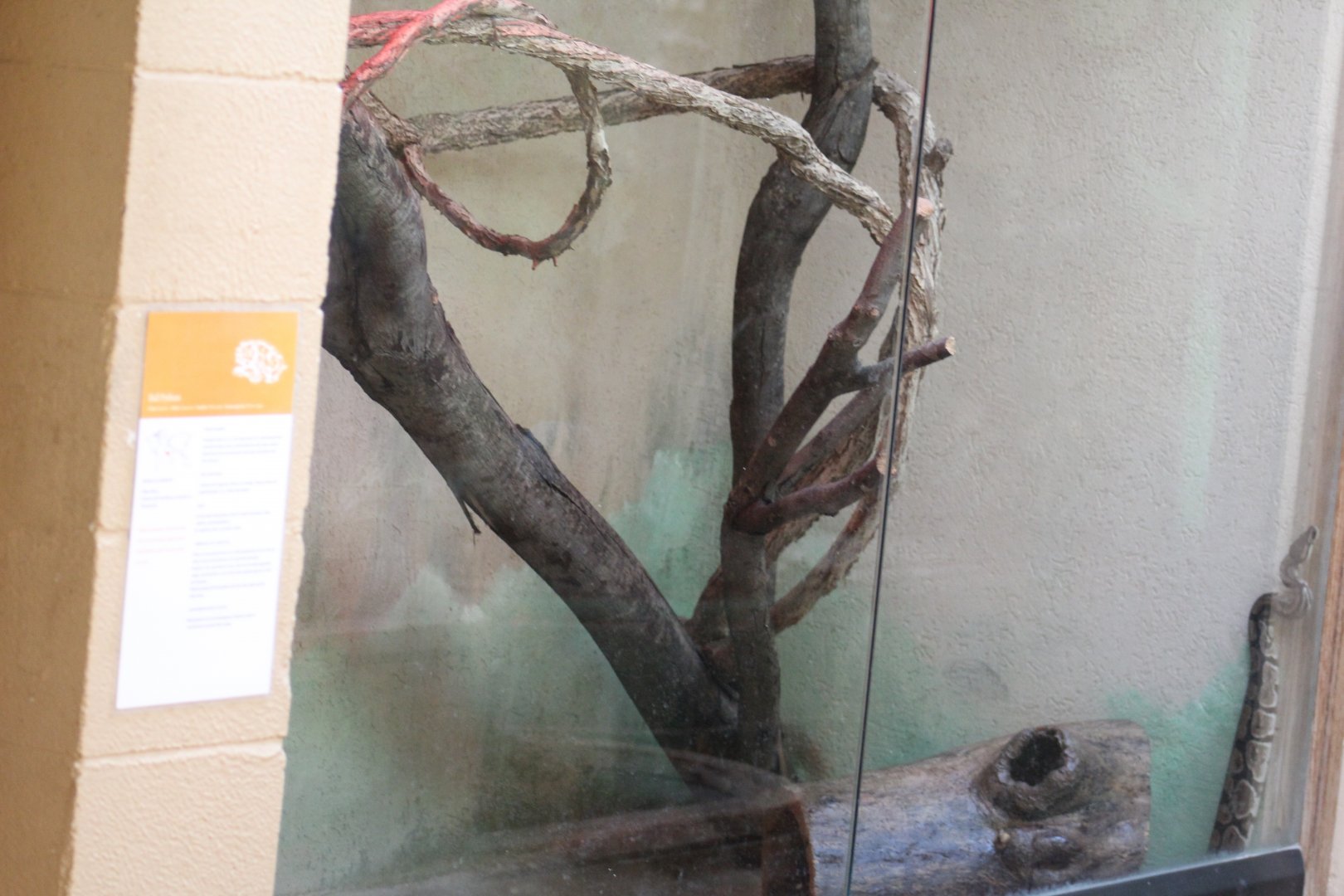 Ball Python Enclosure