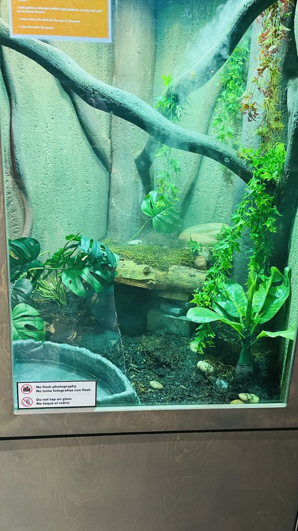 Ball Python Enclosure