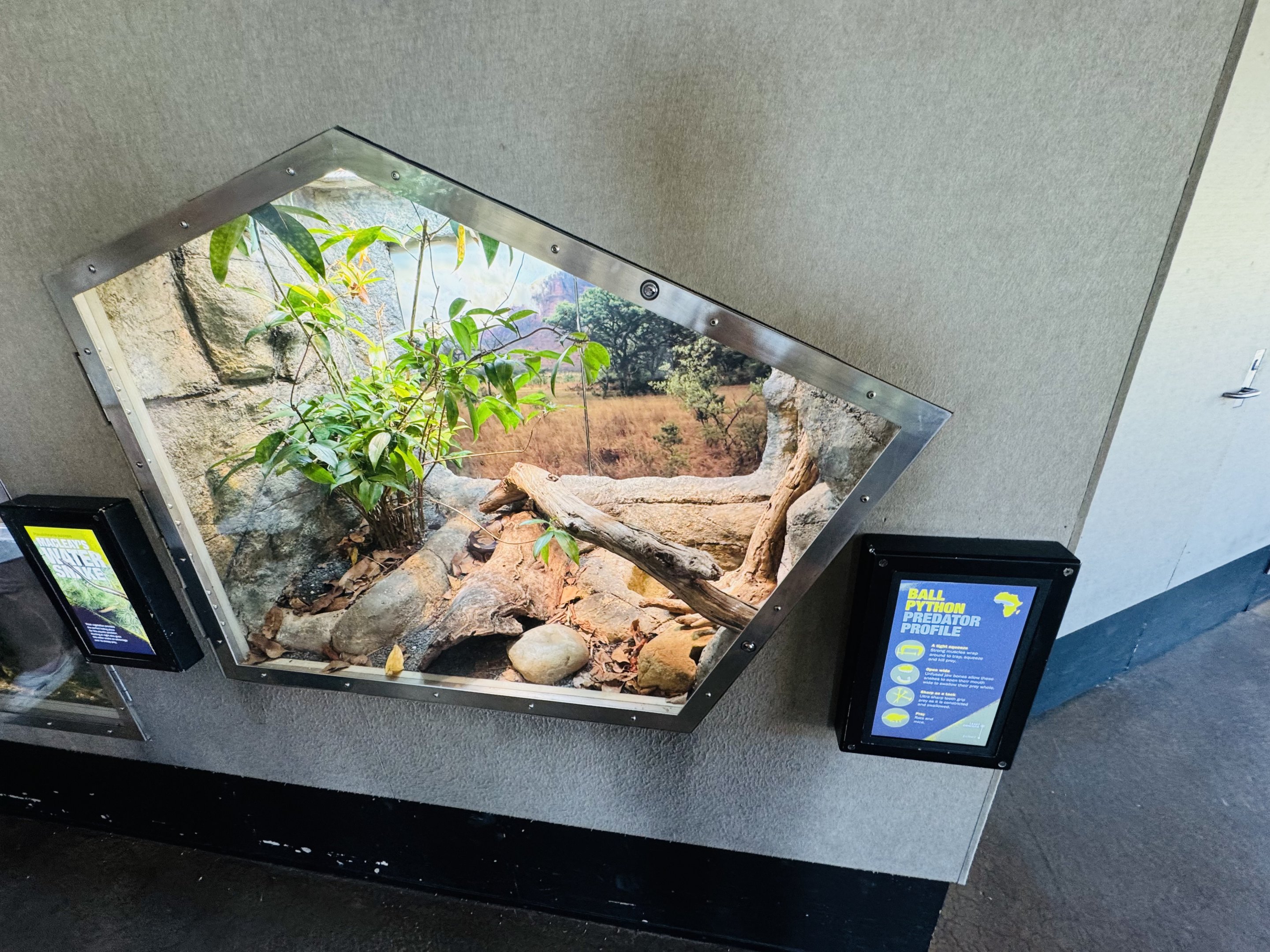 Ball Python enclosure