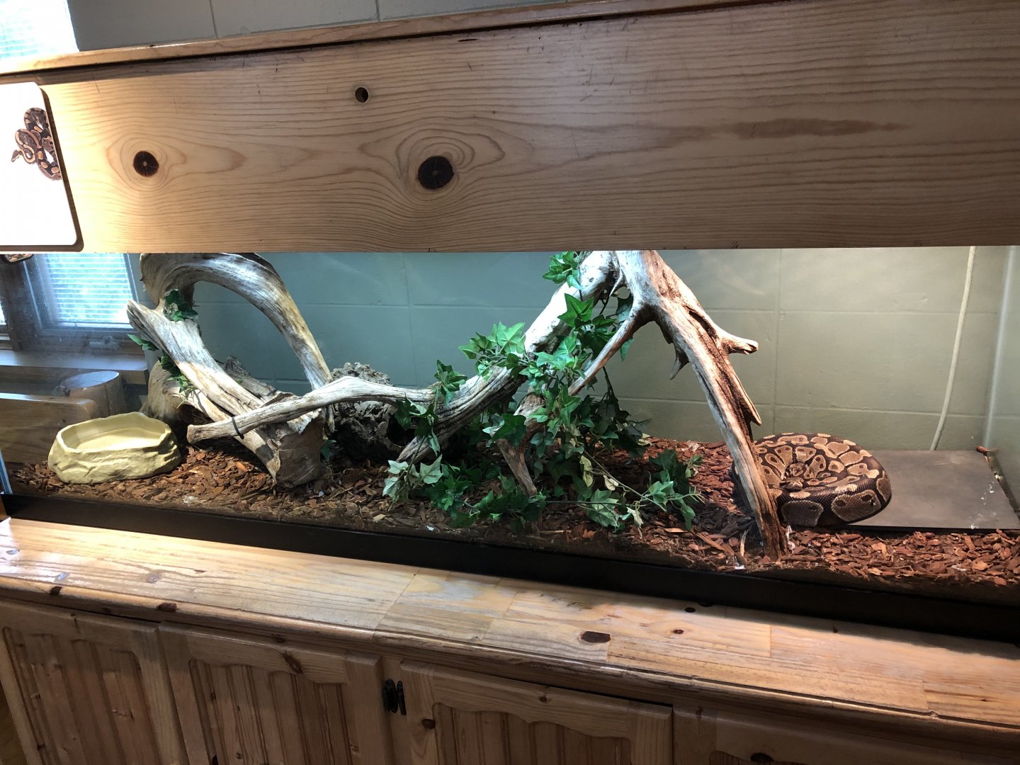 Ball Python exhibit- Educational Center